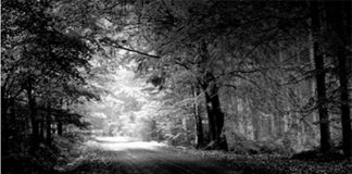 Naturaleza en blanco y negro. Museo de León