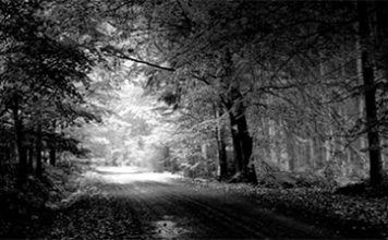 Naturaleza en blanco y negro. Museo de León